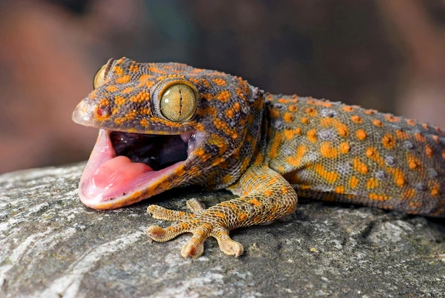 The banner image, showing a Gecko